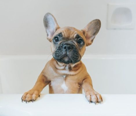 french-bulldog-puppiescontent2