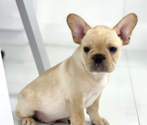 french-bulldog-puppiescontent4