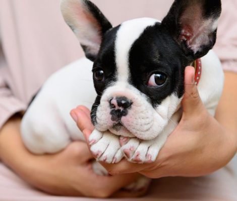 french-bulldog-puppiescontent6